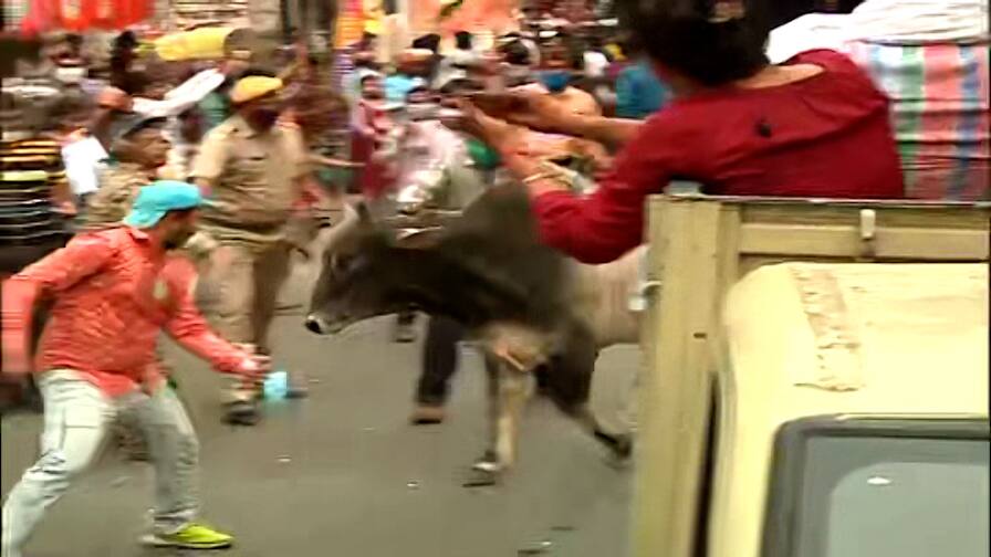 WB Election 2021: bull in the rally of CM Mamata Banerjee in Howrah today WB Election 2021: হাওড়ায় মমতার র‍্যালির মধ্যে ঢুকে গেল ষাঁড়, হুলুস্থুল