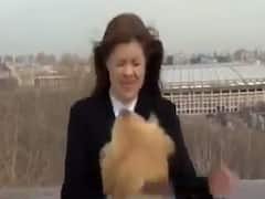 WATCH | Dog Grabs Away Reporter's Mike, Runs Away During Live News Broadcast