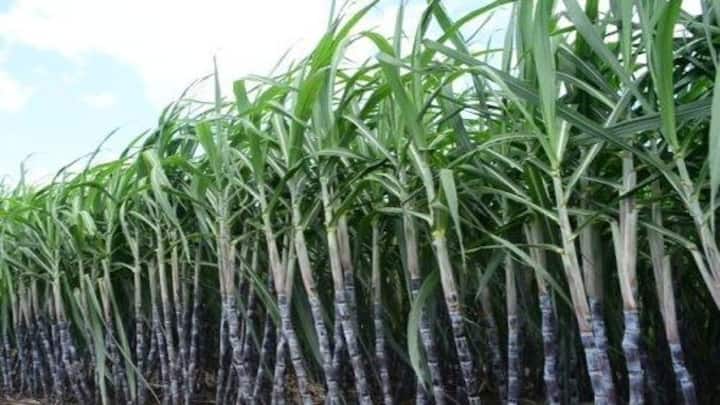 First victim of excess sugarcane in Beed district Angry farmer commits suicide by burning sugarcane Beed : बीड जिल्ह्यात अतिरिक्त ऊसाचा पहिला बळी; संतप्त शेतकऱ्याने ऊस पेटवून देत केली आत्महत्या