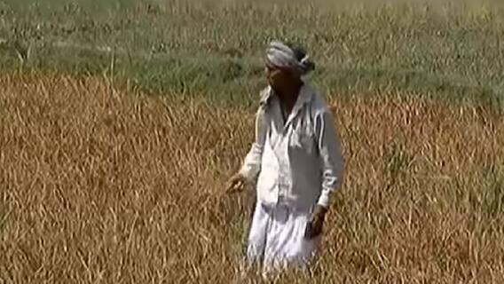 અમદાવાદના ગ્રામ્ય વિસ્તારમાં ડાંગરના ખેતરોમાં સુકારૂ નામનો રોગ, ખેડૂતોનો પાક નિષ્ફળ