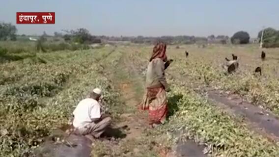 Farmer Loss : इंदापूरमधील टोमॅटो उत्पादक शेतकरी संकटात, टोमॅटोच्या पिकावर रोगाचा प्रादुर्भाव