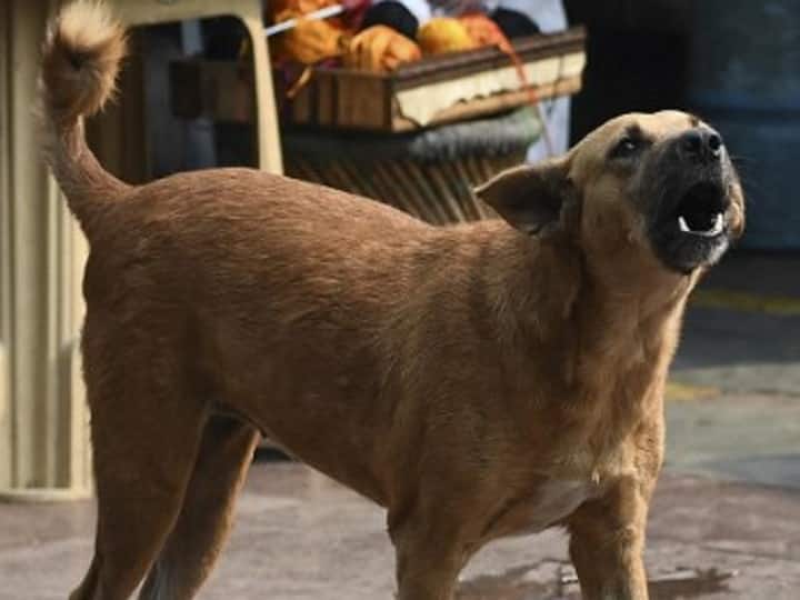 Pet Dog Helps To Catch Man Trying To Flee After Raping Mentally-Challenged Woman Tamil Nadu: Pet Dog Helps To Catch Man Trying To Flee After Raping Mentally-Challenged Woman