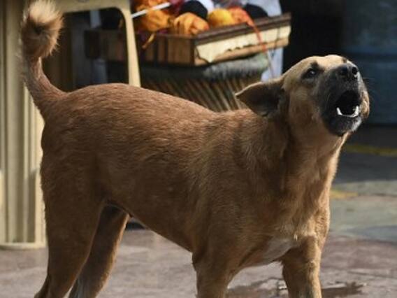 Tamil Nadu: Pet Dog Helps To Catch Man Trying To Flee After Raping Mentally-Challenged Woman