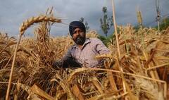 ਕੁਦਰਤ ਦੀ ਮਾਰ ਨਾਲ ਕਿਸਾਨ ਪ੍ਰੇਸ਼ਾਨ, ਸਰਕਾਰ ਦੇਵੇਗੀ ਮੁਆਵਜ਼ਾ?