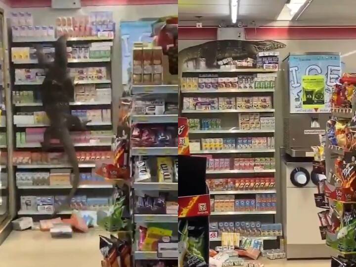 Monitor Lizard Causes Panic At 7-Eleven Store In Thailand Jurassic Shop: Giant Monitor Lizard Causes Panic At 7-Eleven Store In Thailand; Sparks Meme-Fest