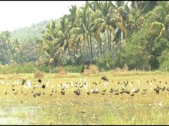 मध्य युरोपमधून प्रवास करून परदेशी मोर 'शराटी' पक्षांचे थवे पोहोचले तळकोकणात