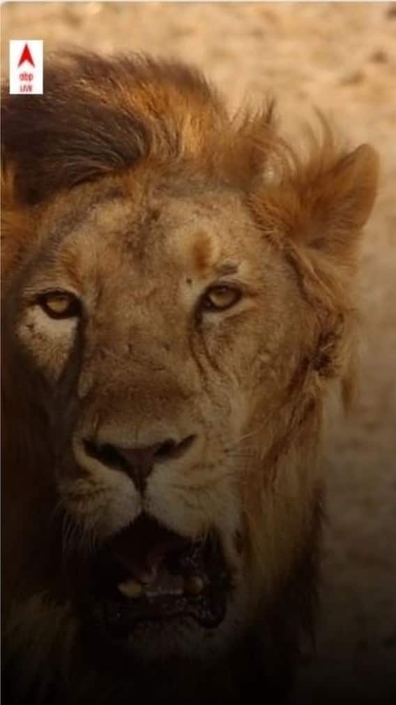 Best things to do in GIR National Park