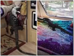 WATCH: Camping Couple In Australia Finds 6.5-Foot Lizard Crawling Onto Their Caravan Bed!