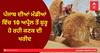 Wheat Procurement in Punjab: ਪੰਜਾਬ ਵਿੱਚ 10 ਅਪ੍ਰੈਲ ਤੋਂ ਕਣਕ ਦੀ ਖਰੀਦ, ਸਿੱਧੀ ਅਦਾਇਗੀ ਕਰਕੇ ਕੇਂਦਰ ਅਤੇ ਆੜ੍ਹਤੀਆਂ 'ਚ ਫਸਿਆ ਪੇਂਚ