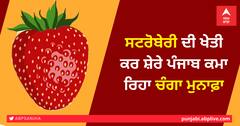 ਸਟਰੋਬੇਰੀ ਦੀ ਖੇਤੀ ਕਰ ਸ਼ੇਰੇ ਪੰਜਾਬ ਕਮਾ ਰਿਹਾ ਚੰਗਾ ਮੁਨਾਫ਼ਾ 