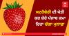 ਸਟਰੋਬੇਰੀ ਦੀ ਖੇਤੀ ਕਰ ਸ਼ੇਰੇ ਪੰਜਾਬ ਕਮਾ ਰਿਹਾ ਚੰਗਾ ਮੁਨਾਫ਼ਾ 