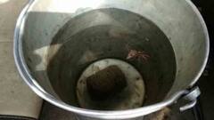 West Bengal Election 2021: ভোটের পরদিন শীতলকুচির বেলাকোবায় উদ্ধার তাজা বোমা