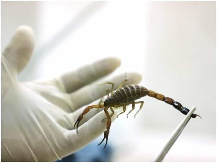 मिस्र के शख्स ने बिच्छू के जहर को ऐसे बनाया आमदनी का जरिया, एक ग्राम का दाम जानकर रह जाएंगे हैरान Egypt: Scorpion King turns venom into money, know what costs per gram of venom मिस्र के शख्स ने बिच्छू के जहर को ऐसे बनाया आमदनी का जरिया, एक ग्राम का दाम जानकर रह जाएंगे हैरान