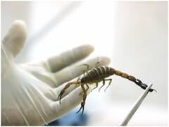 मिस्र के शख्स ने बिच्छू के जहर को ऐसे बनाया आमदनी का जरिया, एक ग्राम का दाम जानकर रह जाएंगे हैरान