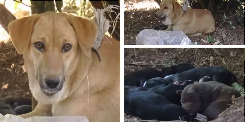 கழுத்தை இறுக்கிய கம்பி, பாலுக்காக ஏங்கும் குட்டிகள் : உணவு உண்ண முடியாமல் தவிக்கும் தாய் நாய்