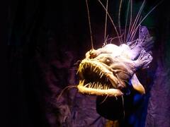 பிரமிக்க வைக்கும் மரியானா ட்ரென்ச்.. உலகின் ஆழமான அகழி.. ஒரு பார்வை