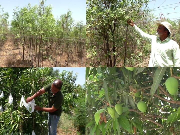 Pandharpur Engineer who has been doing natural farming for the last 10 years