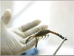 ਬੰਦੇ ਨੇ ਬਿੱਛੂਆਂ ਦੇ ਜ਼ਹਿਰ ਨੂੰ ਹੀ ਬਣਾ ਲਿਆ ਕਿੱਤਾ, ਸਿਰਫ ਇੱਕ ਗ੍ਰਾਮ ਜ਼ਹਿਰ ਦੀ ਕੀਮਤ ਸਾਢੇ 5 ਲੱਖ ਰੁਪਏ