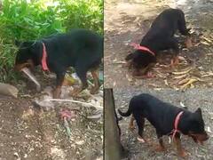 'ज्युली'ची कोब्राशी झुंज! लहानग्यांना वाचवले अन् विषारी सापाला मारल्यानंतर तिचाही जीव गेला...