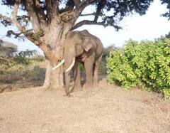 யானைக்கு தூக்கத்தில் நடக்கும் வியாதி: வனத்துறை வினோத விளக்கம்