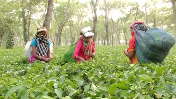 चाय बागान के लिए मश्हूर Siliguri की जनता के मन में क्या है? क्या है उनके मुद्दे? | कौन बनेगा मुख्यमंत्री