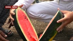 Watermelon cultivation | वाशिम जिल्ह्यातील तरुण शेतकऱ्याचा कलिंगड लागवडीतून 1 लाखांचा नफा