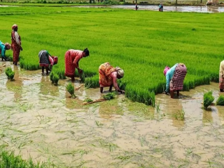 பாதுகாக்கப்பட்ட வேளாண் மண்டலம் | எதிர்பார்ப்பும் ; ஏமாற்றமும்  - வ. சேதுராமன்..