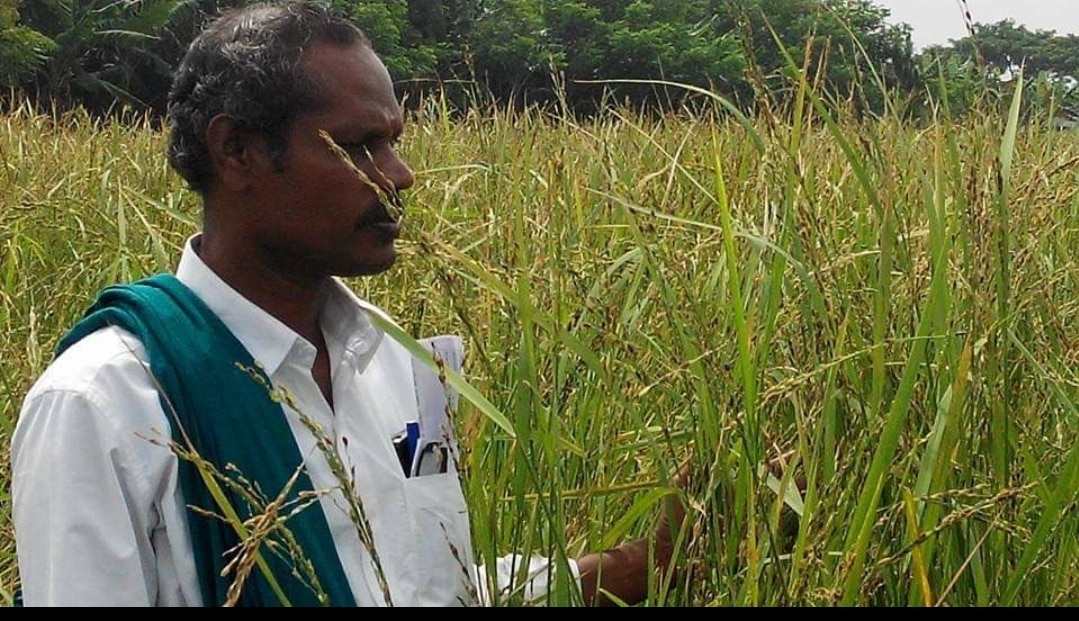 நெல் ஜெயராமன் பிறந்தநாள் இன்று: 174 வகை பாரம்பரிய நெல் ரகங்களை மீட்டவர் 