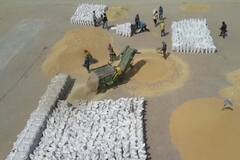 ਕਿਸਾਨਾਂ ਦੀਆਂ ਵਧੀਆਂ ਮੁਸ਼ਕਲਾਂ, ਨਹੀਂ ਵਿਕ ਰਹੀ ਕਣਕ