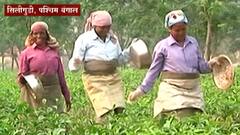 West Bengal Election : चहा कामगार महिलांच्या काय आहेत समस्या? दिवसरात्र राबून हातात फक्त 200रुपये...