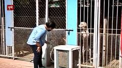 Pune Dog Hostel : घरातील पाळीव श्वानांसाठी खास हॉस्टेल, कोरोना काळात अनेकांची उपक्रमाला पसंती