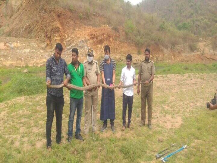 King Cobra: 14 feet tall King Cobra found in Badamba, forest officials rescued Cobre King Cobra: बडंबा में मिला 14 फीट लंबा किंग कोबरा, वन अधिकारियों ने रेस्क्यू करके जंगल में छोड़ा