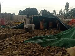 ਮੀਂਹ ਕਾਰਨ ਮੰਡੀਆਂ 'ਚ ਭਿੱਜੀ ਫਸਲ, ਵੇਖੋ ਤਸਵੀਰਾਂ