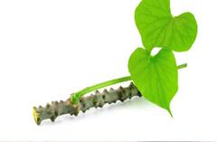 કોરોના વાયરસ સામે લડવા માટે રામબાણ ઇલાજ ગિલોય... મહામારીમાં આ રીતે કરો સેવન, ઇમ્યુનિટીમાં થશે વધારો