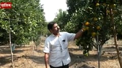 इंटेरियर डिझायनर ते शेतकरी! 50 एकरात संत्री, द्राक्ष, पेरुची लागवड.. शेतीला आधुनिकतेची जोड!