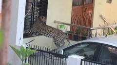 Nashik | नाशिकमध्ये 'ऑपरेशन बिबट्या'; नरसिंह नगरमध्ये बिबट्याचा वावर