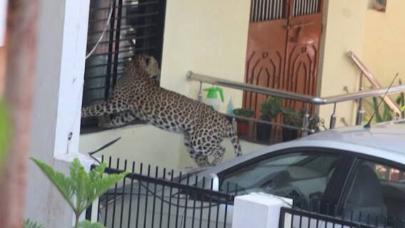 Nashik | नाशिकमध्ये 'ऑपरेशन बिबट्या'; नरसिंह नगरमध्ये बिबट्याचा वावर