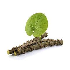 કોરોના વાયરસ સામે લડવા માટે રામબાણ ઇલાજ ગિલોય... મહામારીમાં આ રીતે કરો સેવન, ઇમ્યુનિટીમાં થશે વધારો