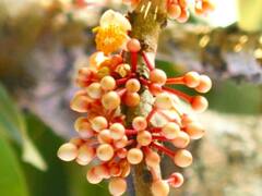 Surangi Farmer crisis : बदलत्या वातावरणाचा परिणाम करोडपती सुरंगीवरही, 50 ते 60 टक्के उत्पादन घटल्याने शेतकरी चिंतेत