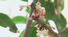 बाग-बगीचों से भी कोरोना का खतरा, Chandigarh PGI और Punjab University का बड़ा शोध