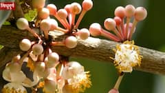 सिंधुदुर्गात शेतकरी हवालदिल,सुरंगीच्या उत्पादनात 60% घट झाल्याने शेतकरी संकटात,अवकाळीने मोठं नुकसान