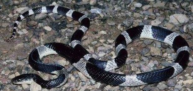 ਬਲੂ ਕ੍ਰੈਤ (Blue Krait) ਇਹ ਸੱਪ ਦੱਖਣ-ਪੂਰਬੀ ੲਸ਼ੀਆ ਤੇ ਇੰਡੋਨੇਸ਼ੀਆ ’ਚ ਪਾਏ ਜਾਂਦੇ ਹਨ। ਇਹ ਸੱਪ ਵੀ ਡੈੱਥ ਐਡਰ ਵਾਂਗ ਦੂਜੇ ਸੱਪਾਂ ਦਾ ਸ਼ਿਕਾਰ ਕਰ ਕੇ ਖਾਂਦਾ ਹੈ। ਇਹ ਸੱਪ ਜ਼ਿਆਦਾਤਰ ਰਾਤ ਸਮੇਂ ਸ਼ਿਕਾਰ ਲੱਭਦੇ ਹਨ। ਇਹ ਜਿੱਥੇ ਜ਼ਹਿਰੀਲੇ ਹੁੰਦੇ ਹਨ, ਉੱਥੇ ਇਹ ਕੁਝ ਡਰਪੋਕ ਵੀ ਹੁੰਦੇ ਹਨ।