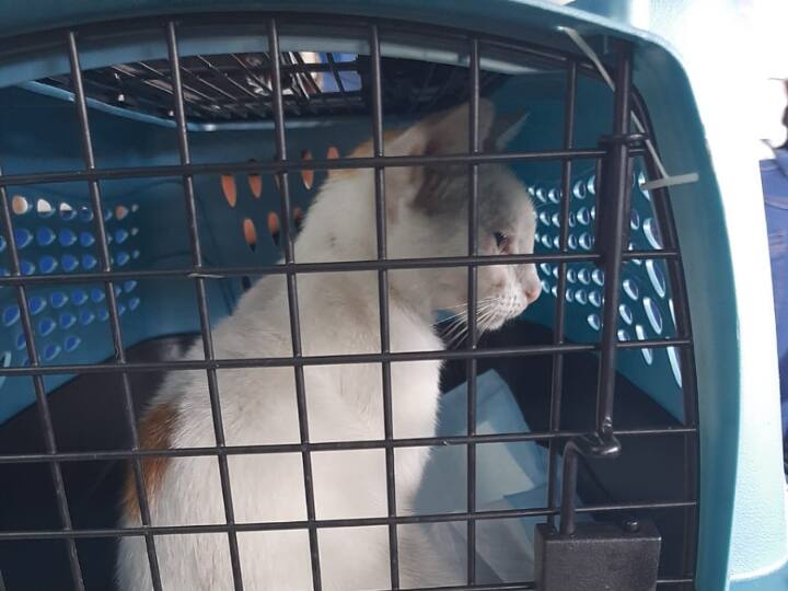 Cat Caught Smuggling Drugs Into Panama Prison; Investigation Underway Cat Smuggler: Feline Caught Sneaking Drugs Into A Prison In Panama City