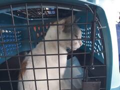 Cat Smuggler: Feline Caught Sneaking Drugs Into A Prison In Panama City
