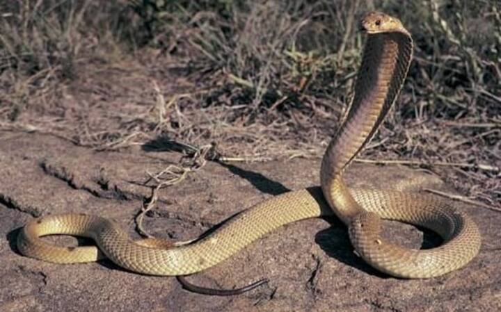 ਫ਼ਿਲੀਪੀਨੀ ਕੋਬਰਾ (Philippine Cobra) ਇਹ ਸੱਪ ਦੂਰੋਂ ਹੀ ਆਪਣੇ ਸ਼ਿਕਾਰ ’ਤੇ ਜ਼ਹਿਰ ਥੁੱਕਦਾ ਹੈ। ਇਹ 3 ਮੀਟਰ ਦੀ ਦੂਰੀ ਤੱਕ ਵੀ ਸ਼ਿਕਾਰ ਉੱਤੇ ਜ਼ਹਿਰ ਥੁੱਕ ਸਕਦਾ ਹੈ। ਇੱਕੋ ਵਾਰੀ ਵਿੱਚ ਇਹ ਵੱਡੀ ਮਾਤਰਾ ’ਚ ਜ਼ਹਿਰ ਥੁੱਕਦਾ ਹੈ। ਇਸ ਦਾ ਜ਼ਹਿਰ ਸਿੱਧਾ ਸਾਹ ਤੇ ਦਿਲ ਉੱਤੇ ਅਸਰ ਕਰਦਾ ਹੈ।