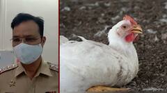 एका कंपनीचं खाद्य खाल्यानंतर कोंबड्या अंडीच देत नाहीत, पोल्ट्रीधारकांची लोणी काळभोर पोलिसात तक्रार