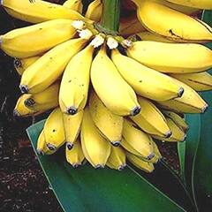 Health Tips: કોરોના સામે લડવા માટે ઇમ્યુનિટી જરૂરી, આ ફળોને અચૂક ડાયટમાં કરો સામેલ