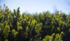 Earth Day 2021: আমাদের পৃথিবীকে পুনরুদ্ধার করো, আর্থ ডে-তে বার্তা বিশ্ববাসীকে