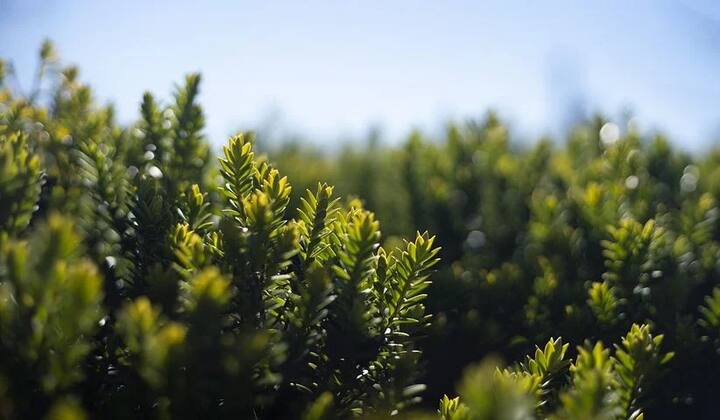 আজ ৫১ তম আর্থ ডে। প্রতি বছর ২২ এপ্রিল এই দিনটি পালিত হয়। বিশ্বের পরিবেশকে আরও সুন্দর করে তোলার সংকল্পের দিন আর্থ ডে।