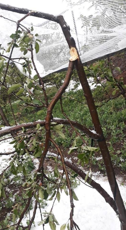 ਪਿਛਲੇ ਕਈ ਦਿਨਾਂ ਤੋਂ ਮੌਸਮ ਦੇ ਮਿਜਾਜ਼ ਬਦਲੇ ਹੋਏ ਹਨ। ਅਜਿਹੇ 'ਚ ਗੜੇਮਾਰੀ ਨੇ ਸ਼ਿਮਲਾ 'ਚ ਬਾਗਬਾਨਾਂ ਦੀਆਂ ਉਮੀਦਾਂ 'ਤੇ ਪਾਣੀ ਫੇਰ ਦਿੱਤਾ ਹੈ।